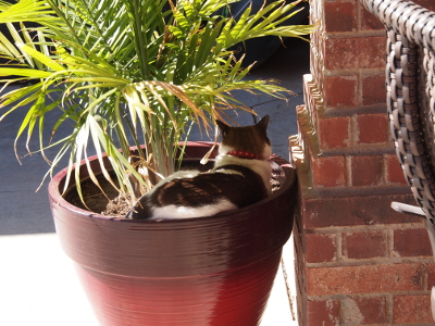 [Kiki sitting in the dirt under the shade of a potted plant. He is curled around the inside edge of the pot with his back to the camera.]